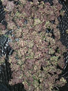 Click image for larger version

Name:	20200301_055450-1209x1612.jpg
Views:	493
Size:	1.04 MB
ID:	380283