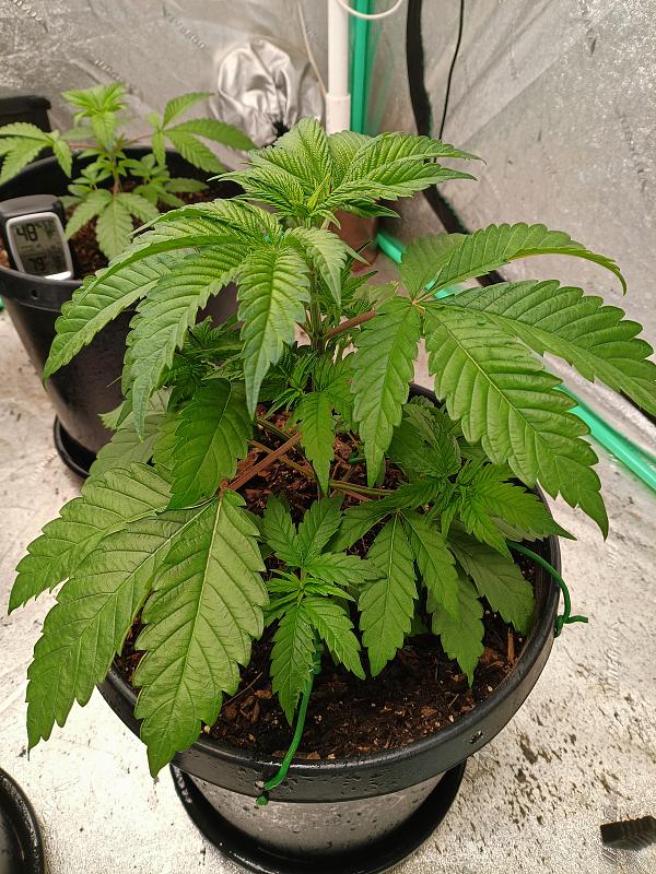 Click image for larger version

Name:	IMG_20251110_184414660.jpg
Views:	7
Size:	3.48 MB
ID:	659486