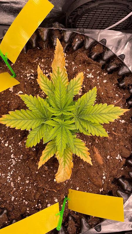 Click image for larger version

Name:	photo_5231197539091025169_y.jpg
Views:	6
Size:	381.1 KB
ID:	659523