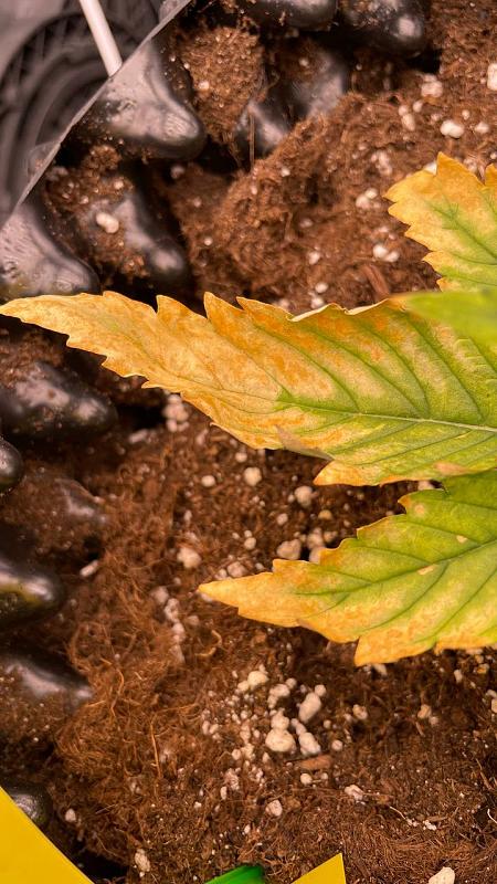 Click image for larger version

Name:	photo_5231197539091025168_y.jpg
Views:	6
Size:	268.1 KB
ID:	659524