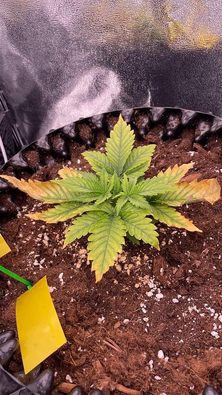 Click image for larger version

Name:	photo_5231197539091025167_y.jpg
Views:	6
Size:	399.7 KB
ID:	659525