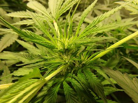 Click image for larger version

Name:	100_0980.jpg
Views:	63
Size:	3.22 MB
ID:	659619