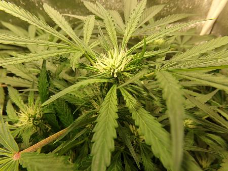 Click image for larger version

Name:	100_0981.jpg
Views:	62
Size:	3.24 MB
ID:	659620