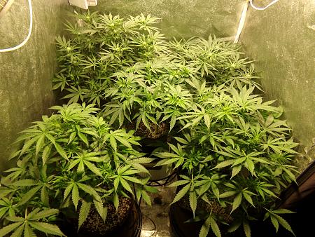 Click image for larger version

Name:	100_0977.jpg
Views:	67
Size:	4.15 MB
ID:	659618