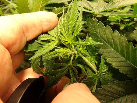 Click image for larger version

Name:	100_0978.jpg
Views:	63
Size:	3.16 MB
ID:	659621