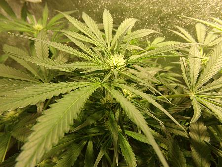 Click image for larger version

Name:	100_0982.jpg
Views:	63
Size:	3.28 MB
ID:	659623