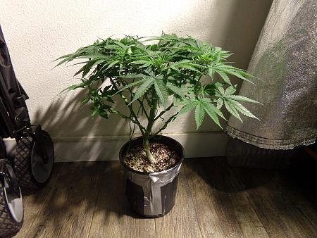 Click image for larger version

Name:	100_0983.jpg
Views:	62
Size:	3.72 MB
ID:	659624