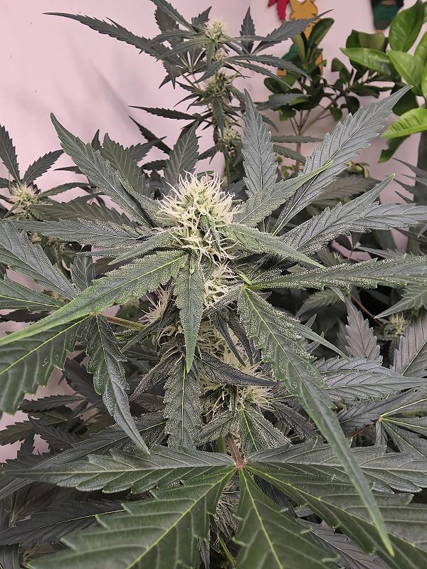 Click image for larger version

Name:	20251117_170647.jpg
Views:	17
Size:	2.79 MB
ID:	659889