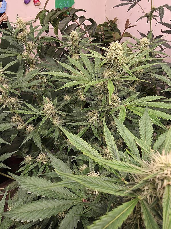 Click image for larger version

Name:	20251117_170642.jpg
Views:	15
Size:	3.84 MB
ID:	659891