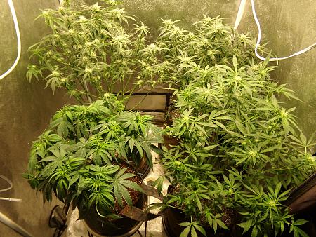 Click image for larger version

Name:	100_0989.jpg
Views:	80
Size:	4.14 MB
ID:	659957