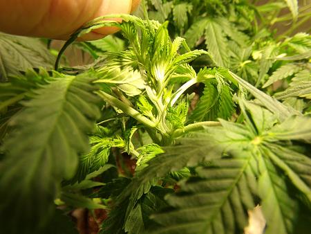 Click image for larger version

Name:	100_0990.jpg
Views:	75
Size:	2.61 MB
ID:	659958