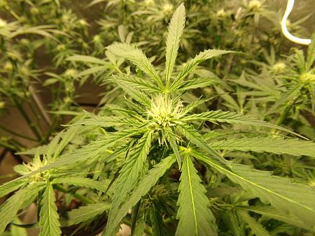 Click image for larger version

Name:	100_0993.jpg
Views:	88
Size:	3.23 MB
ID:	659967