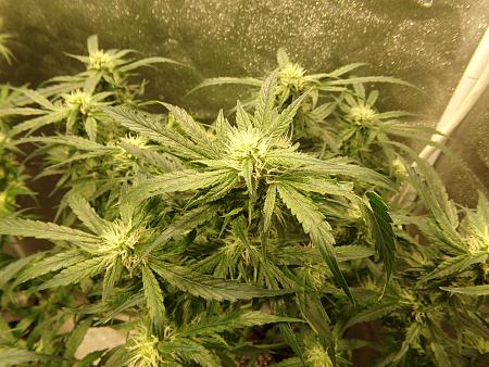 Click image for larger version

Name:	100_0991.jpg
Views:	89
Size:	3.73 MB
ID:	659962