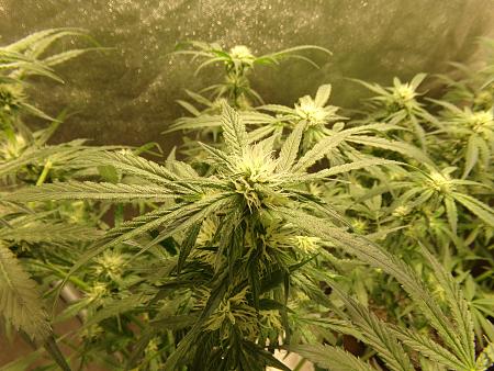 Click image for larger version

Name:	100_0992.jpg
Views:	89
Size:	3.45 MB
ID:	659963