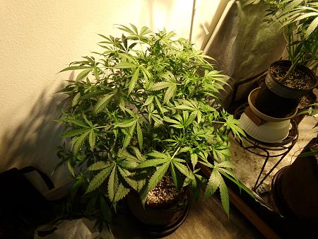 Click image for larger version

Name:	100_0987.jpg
Views:	89
Size:	3.11 MB
ID:	659965