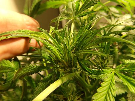 Click image for larger version

Name:	100_0994.jpg
Views:	90
Size:	2.32 MB
ID:	659966