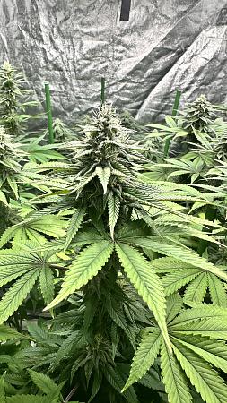 Click image for larger version

Name:	IMG_9602.jpg
Views:	18
Size:	2.62 MB
ID:	660009