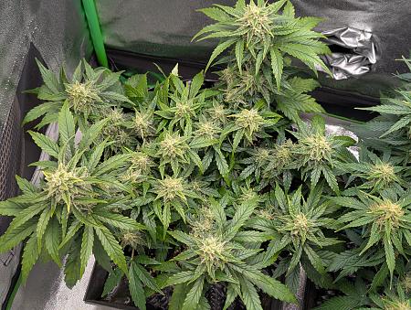 Click image for larger version

Name:	PXL_20251123_220945423.jpg
Views:	1
Size:	3.98 MB
ID:	660086