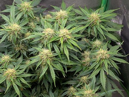 Click image for larger version

Name:	PXL_20251123_220907165.jpg
Views:	1
Size:	2.90 MB
ID:	660087