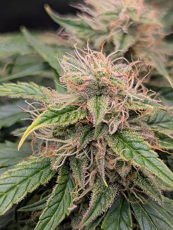 Click image for larger version

Name:	PXL_20251124_204733663.PORTRAIT.ORIGINAL.jpg
Views:	64
Size:	2.23 MB
ID:	660116