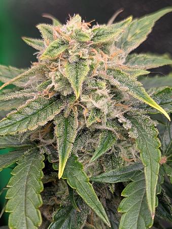 Click image for larger version

Name:	PXL_20251124_204803923.PORTRAIT.jpg
Views:	44
Size:	2.45 MB
ID:	660117