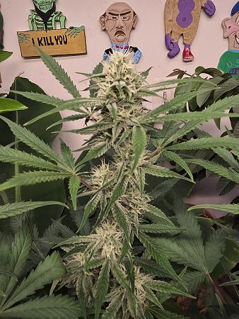 Click image for larger version

Name:	20251124_172532.jpg
Views:	32
Size:	2.78 MB
ID:	660142