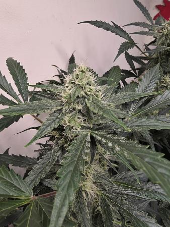 Click image for larger version

Name:	20251124_172526.jpg
Views:	33
Size:	3.39 MB
ID:	660144