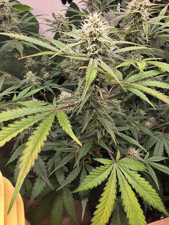 Click image for larger version

Name:	20251125_181442.jpg
Views:	23
Size:	3.53 MB
ID:	660176