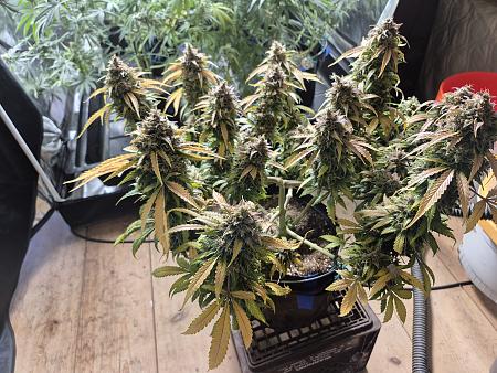 Click image for larger version

Name:	20250809_104253.jpg
Views:	18
Size:	3.55 MB
ID:	660193