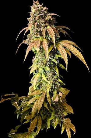 Click image for larger version

Name:	20250809_122134.jpg
Views:	18
Size:	55.7 KB
ID:	660194