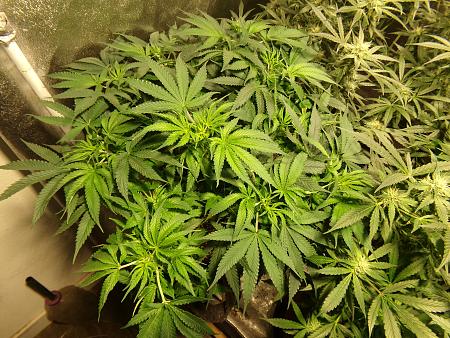 Click image for larger version

Name:	100_0996.jpg
Views:	9
Size:	4.18 MB
ID:	660243