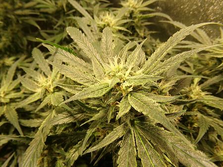 Click image for larger version

Name:	100_1000.jpg
Views:	8
Size:	3.73 MB
ID:	660244