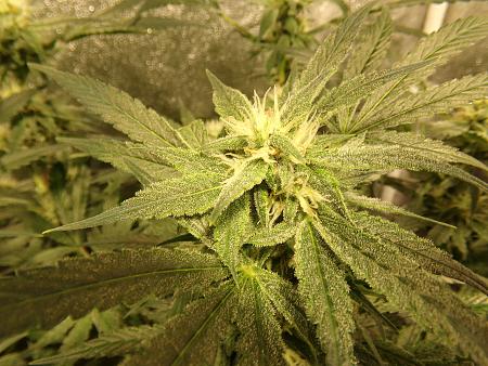 Click image for larger version

Name:	100_1001.jpg
Views:	9
Size:	3.53 MB
ID:	660245