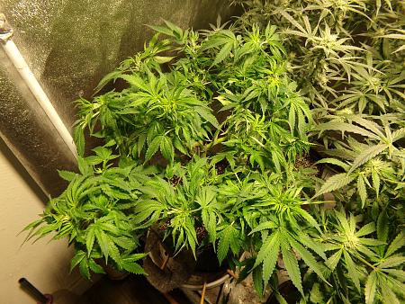 Click image for larger version

Name:	100_0998.jpg
Views:	8
Size:	4.31 MB
ID:	660247