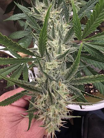 Click image for larger version

Name:	20251128_173630.jpg
Views:	0
Size:	3.40 MB
ID:	660266