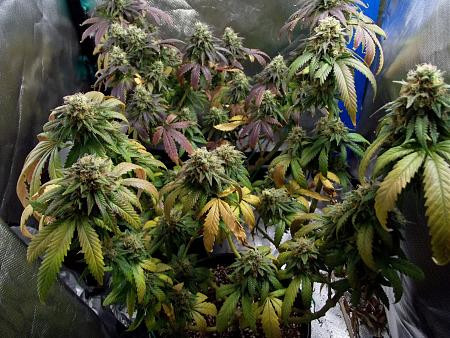 Click image for larger version

Name:	Fall.jpg
Views:	54
Size:	78.0 KB
ID:	660287