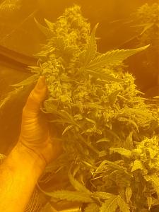 Click image for larger version  Name:	image_51856 (1).jpg Views:	1 Size:	1.23 MB ID:	255309