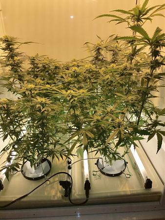 Click image for larger version

Name:	oct13.JPG
Views:	300
Size:	2.43 MB
ID:	257844