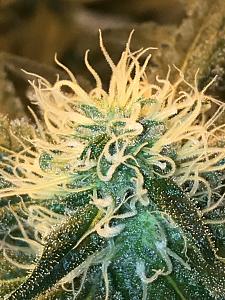 Click image for larger version

Name:	IMG_2281.JPG
Views:	295
Size:	1.42 MB
ID:	257845