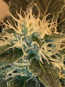 Click image for larger version

Name:	IMG_2282.JPG
Views:	275
Size:	1.43 MB
ID:	257846