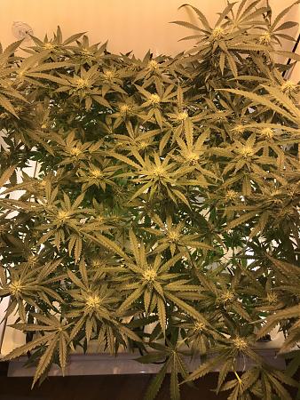 Click image for larger version

Name:	oct13 wk6.JPG
Views:	284
Size:	3.00 MB
ID:	257847