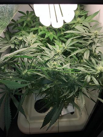 Click image for larger version

Name:	clost wk6.JPG
Views:	320
Size:	1.94 MB
ID:	257849