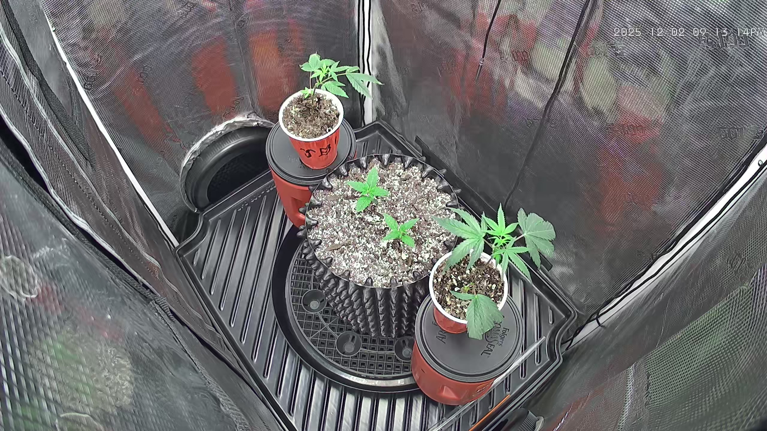 Click image for larger version

Name:	2025-12-02 (1).jpg
Views:	38
Size:	1.33 MB
ID:	660454