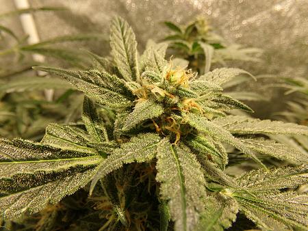 Click image for larger version

Name:	100_1012.jpg
Views:	211
Size:	3.85 MB
ID:	660502