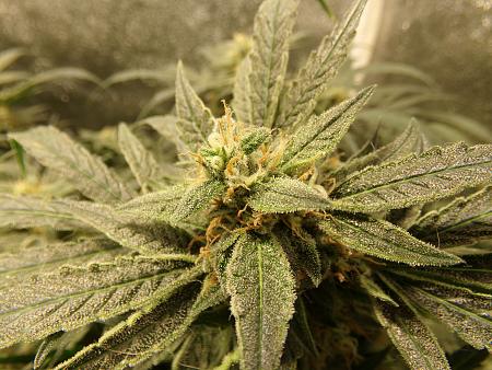 Click image for larger version

Name:	100_1013.jpg
Views:	218
Size:	3.46 MB
ID:	660503