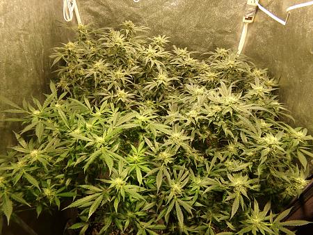 Click image for larger version

Name:	100_1011.jpg
Views:	215
Size:	4.27 MB
ID:	660504