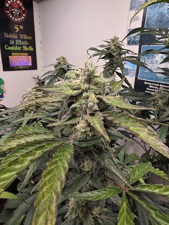 Click image for larger version

Name:	20251205_174009.jpg
Views:	53
Size:	3.16 MB
ID:	660561