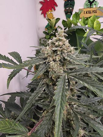 Click image for larger version

Name:	20251205_174032.jpg
Views:	45
Size:	3.44 MB
ID:	660562