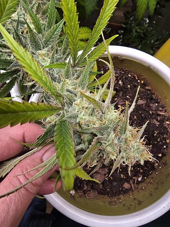 Click image for larger version

Name:	20251205_174057.jpg
Views:	47
Size:	2.92 MB
ID:	660563