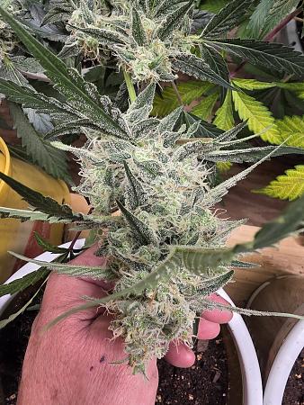 Click image for larger version

Name:	20251205_174043.jpg
Views:	46
Size:	2.90 MB
ID:	660565